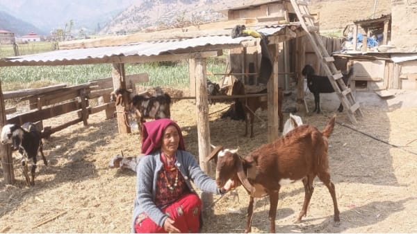 A woman in rural Nepal croching down and petting a goat. Other goats in the background.